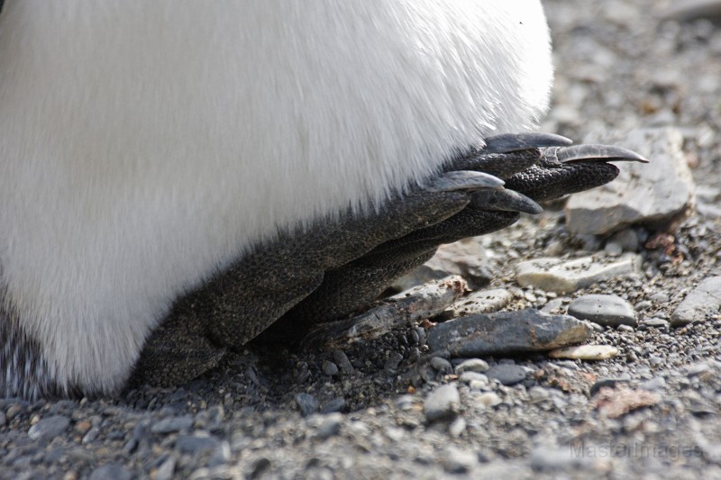 IMG_2793c.jpg - King Penguin (Aptenodytes patagonicus)